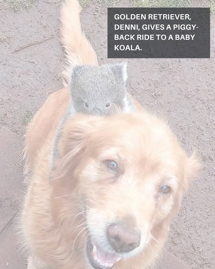 To start the new year off with some positivity, we’re sharing a heartwarming story from Victoria, Australia, where a golden retr...