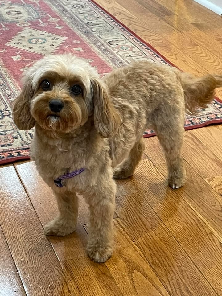 Great LOcal shop with amazing service for fur babies