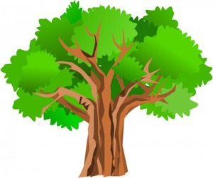 Regular tree trimming is a critical part of home maintenance that can prevent insurance claim denials and even policy cancellati...