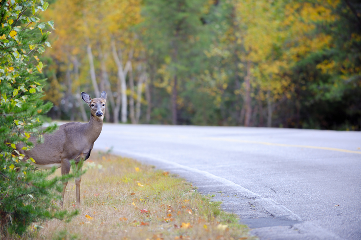 Every year, deer collisions take place all across the country and are more likely during the hours around dawn and dusk